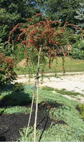 I wouldn't even bother trying to produce a cotoneaster standard on it's own roots. The Weeping Cotoneaster Tree Is A Combination Of Cotoneaster Apiculata Grafted Onto A Root Stock Standard Usual Cotoneaster Japanese Maple Tree Tree Seedlings