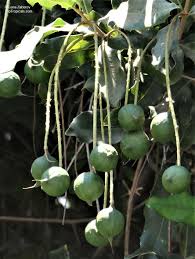 Image result for Macadamia aff. integrifolia