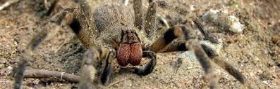 The brazilian wandering spider is a hunter of incredible power and once it targets its victim, the outcome is certain. Brazilian Wandering Spider Spider Facts And Information