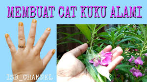 Keunikan inai daun serbuk janna. Membuat Cat Kuku Alami Dari Bunga Pacar Air Youtube