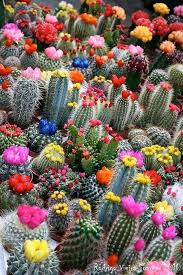 But these central and south american rainforest plants can be a lot easier to grow. Blooming Cactus Blooming Cactus Beautiful Flowers Plants