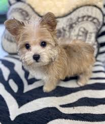 We did not find results for: Theodora Teacup Morkie Love My Puppy Boca Raton