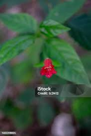 Image result for Ruellia brevifolia