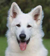From wikipedia, the free encyclopedia. White Swiss Shepherd Dog Breed Issues Discussion Home Facebook
