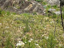 Image result for Montinia caryophyllacea