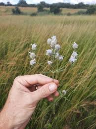 Image result for Haumaniastrum coriaceum