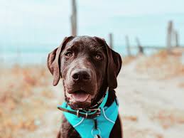 See full terms and conditions. About Old Town Animal Hospital In Seabrook New Hampshire