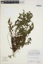 Image result for Asplenium theciferum