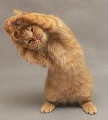 Cat Yoga Cat Cats Cute Kucing Kucing Lucu Humor Hewan Lucu