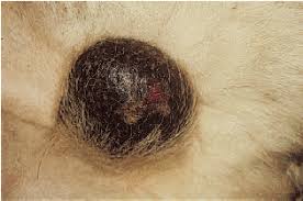 Image result for scrotum dog skin peeling