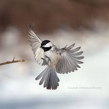 Small Birds Flying Away Tattoo Carolina Chickadee Flying And Landing Birds Flying Away Birds Flying Beautiful Birds