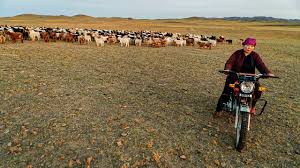 Chinese woman killing a goat : Exploding Demand For Cashmere Wool Is Ruining Mongolia S Grasslands Science Aaas