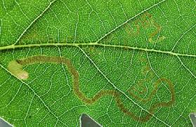 Image result for Stigmella basiguttella