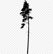 Integrated in adobe apps · curated by experts · editorial images Ine Tree Silhouette Png Download Portable Network Graphics Png Image With Transparent Background Toppng