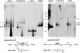 Image result for Black 1997 AAV