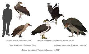 The Teratorns: Avian Azhdarchids : r/Naturewasmetal