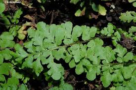 Image result for Cheilanthes