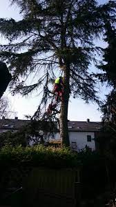 Check spelling or type a new query. Baumfallen Dusseldorf Umgebung Schoenmakers Nrw