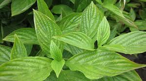 Image result for Cussonia sessilis