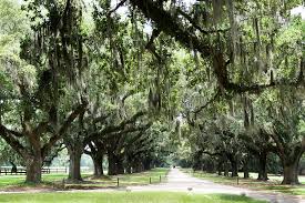 Trees native to south carolina. T R E E S O F S O U T H C A R O L I N A P I C T U R E S Zonealarm Results