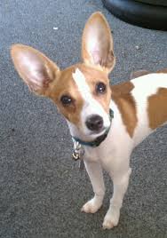 These qualities will keep them active for most of those years. Dog Toys For Rat Terrier Rat Terrier Dogs Rat Terriers Rat Terrier Puppies
