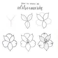 How To Draw An Alstroemeria Aka Peruvian Lily Or Lily Of The Incas These Flowers Come In A Fireworks Flower Drawing Tutorials Flower Drawing Lilies Drawing