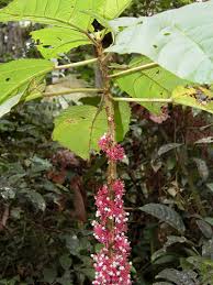 Image result for Urera