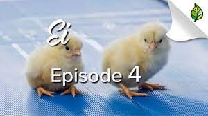 Ei 4 5 Vom Ei Zum Kuken Zum Huhn Youtube