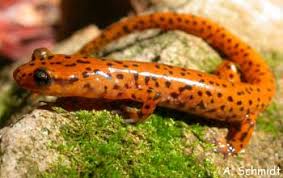 Image result for Alafia caudata