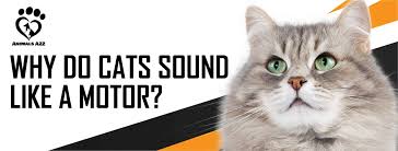 Why Do Cats Sound Like A Motor Detailed Answer