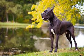 The great dane descends from hunting dogs known from the middle ages and is one of. Choosing A Great Dane Mix Breed Which Is Best For Your Home Embora Pets