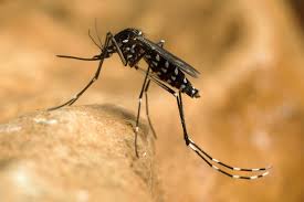 The asian tiger mosquito, aedes albopictus (skuse), is an invasive species with substantial biting activity, high disease vector potential, and a global distribution that continues to expand. Gevaarlijke Tijgermug Duikt Op In Valkenburg Net Over De Gr Het Belang Van Limburg Mobile