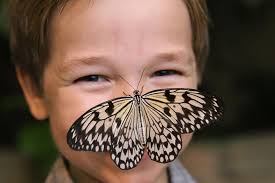 Toegangsbewijs Branson Butterfly Palace 2025