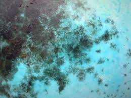 Let the application sit for ten minutes. Mold In Water Bottle Here S Some Top Tips To Get Rid Of It