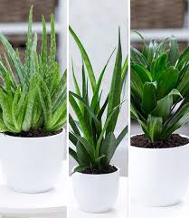 We did not find results for: Zimmerpflanzen Mix Grune Lieblinge 3 Pflanzen Gunstig Online Kaufen Mein Schoner Garten Shop