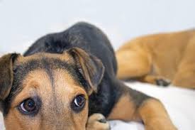 Wl breeder ideally in/near az. Ù…Ø¶ÙŠÙØ© Ø§Ù„Ø¹Ù…Ù„Ø§Ù‚ Ø¨Ø´ÙƒÙ„ Ù…Ù†ØªØ¸Ù… Short Haired German Shepherd Puppies For Sale Psidiagnosticins Com