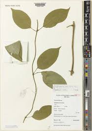 Image result for Pentarrhinum abyssinicum