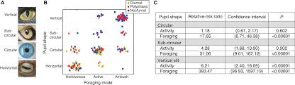 Why Do Animal Eyes Have Pupils Of Different Shapes