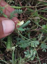 Image result for Aeschynomene sp. E