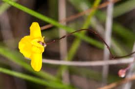 Image result for Utricularia subulata