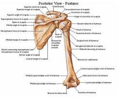 The bones of the shoulder consist of the humerus (the upper arm bone), the scapula (the shoulder blade), and the clavicle (the collar bone). Posterior View Of The Shoulder Girdle Bones Netter Joints Anatomy Shoulder Anatomy Shoulder Joint Anatomy