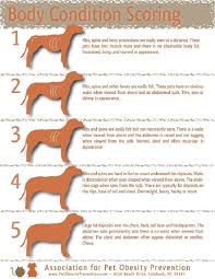 body condition chart for a greater swiss mountain dog puppy