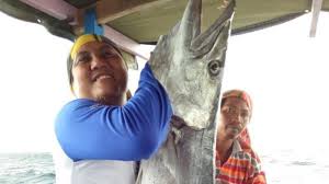 Google has many special features to help you find exactly what you're looking for. Ikan Barakuda Raksasa Ternyata Ada Di Perairan Karimunjawa Ini Buktinya Tribun Jateng