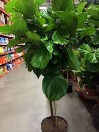 Fig Tree Home Depot 5 Tall Artificialplantsbathroom Artificial Plants Outdoor Artificial Plants Indoor Artificial Plants