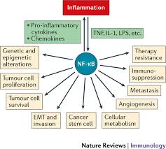 We did not find results for: Nf Kb Inflammation Immunity And Cancer Coming Of Age Nature Reviews Immunology