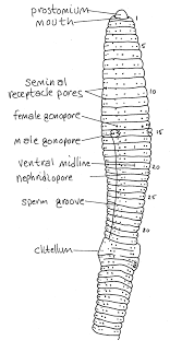The diagram below represents part of a capillary in a specific region of the human body. Draw A Diagram Of Earthworm And Label Clitellum On It Shefalitayal