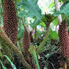 Image result for Gunnera