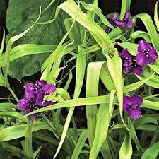 Pin On Bog Plants