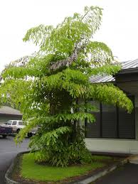 Image result for Caryota