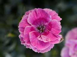 Closeup of the dianthus flower. Dianthus Growing Dianthus Flowers In The Garden Hgtv
